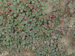 小葉地錦 小葉地錦