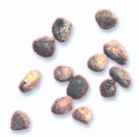 熱毒傳心證 熱毒傳心證