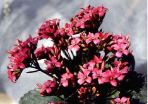 垂花烏頭 垂花烏頭