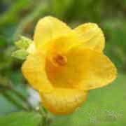 老蛇頭[老蛇頭]