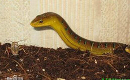 海南脆蛇蜥 海南脆蛇蜥