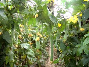 絲瓜棚間管理法