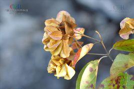 西南風車子 西南風車子