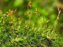 短頸小曲尾蘚 短頸小曲尾蘚