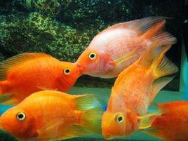 魚的感情 魚的感情