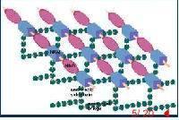 革蘭氏陽性細菌的細胞壁