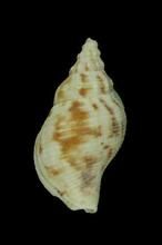 軟帽峨螺 軟帽峨螺