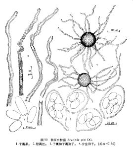 豌豆白粉菌 豌豆白粉菌