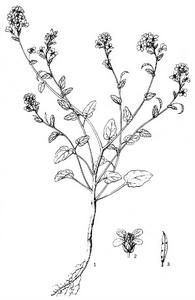 硬果澀薺(變種) 硬果澀薺(變種)