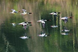 沼澤帶鵐 沼澤帶鵐