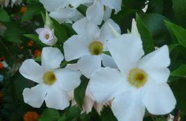 芭拉花[薔薇科梅屬植物]