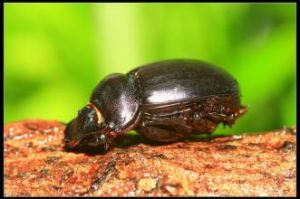 華南大黑鰓金龜 華南大黑鰓金龜