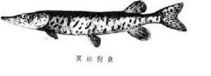 黑斑狗魚
