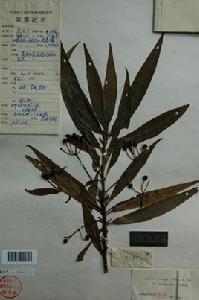 細柄百兩金 細柄百兩金