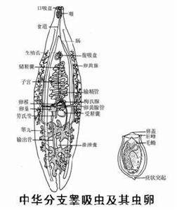 中華分支睪吸蟲