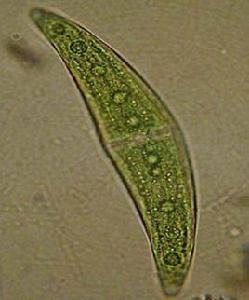 新月藻屬 新月藻屬