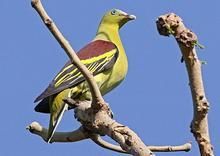 橙胸綠鳩 橙胸綠鳩