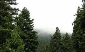 歐洲黑松 歐洲黑松