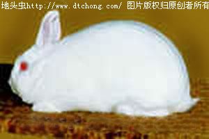 （圖）佛州大白兔