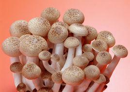 蘑菇[菌類植物]