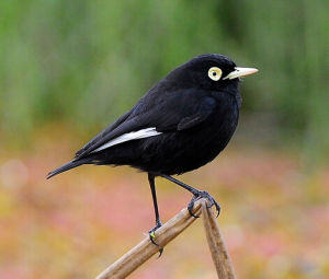 斑眼霸鶲 斑眼霸鶲