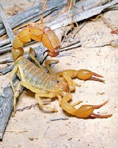 黃肥尾蠍 黃肥尾蠍