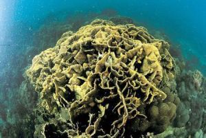 貴州珊瑚屬