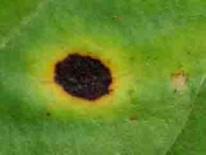 分生孢子座 分生孢子座