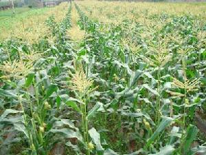 上發奎村-玉米種植