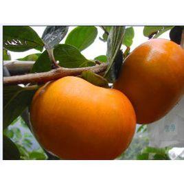 農富網的台灣甜柿報告 農富網的台灣甜柿報告