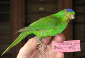 新喀里吸蜜鸚鵡 新喀里吸蜜鸚鵡