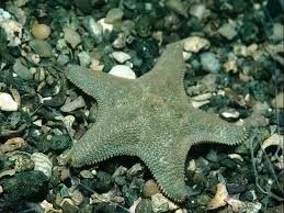 裂生星盾炱 裂生星盾炱