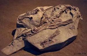 蒙大拿角龍 蒙大拿角龍