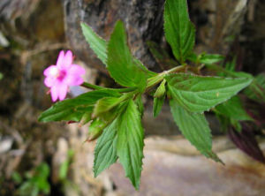 台灣柳葉菜 台灣柳葉菜