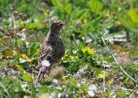 雲雀葡萄牙亞種 雲雀葡萄牙亞種