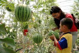 西瓜採摘 西瓜採摘