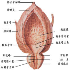 前列腺痛 前列腺痛