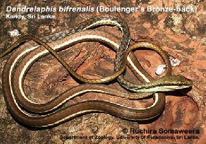 （圖）雙頰鱗過樹蛇