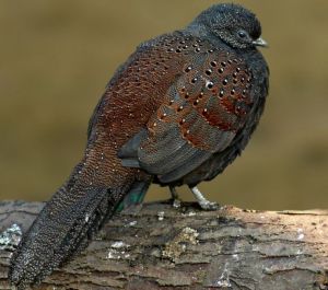 銅尾孔雀雉 銅尾孔雀雉