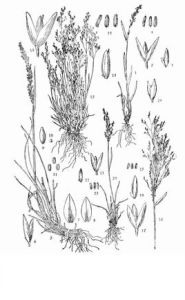 川滇剪股穎 川滇剪股穎