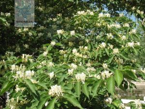 岩生忍冬 岩生忍冬