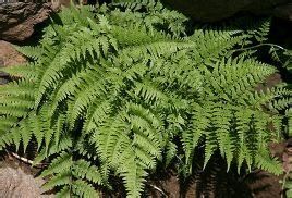 粗柄蹄蓋蕨 粗柄蹄蓋蕨