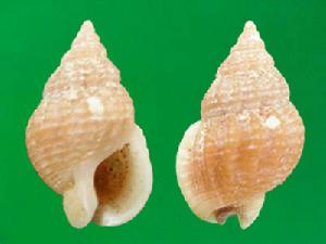 紅秀織紋螺 紅秀織紋螺