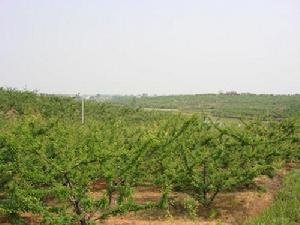 南鄉村[安徽六安市中店鄉下轄村]