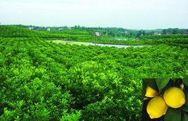 中國白檸檬之鄉 中國白檸檬之鄉