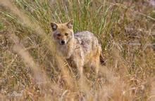 金豺印度亞種 金豺印度亞種