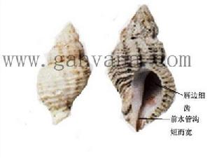 梅氏珊瑚螺 梅氏珊瑚螺