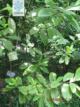 深山含笑的植株