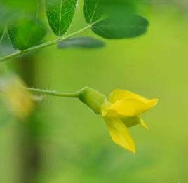 樹錦雞兒[植物]