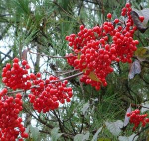 老米酒樹 老米酒樹